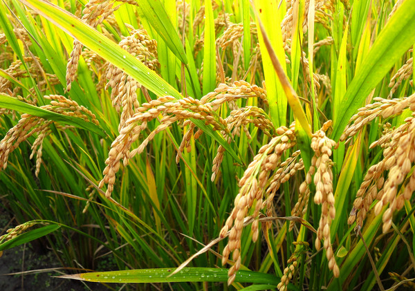水稻會是下一個玉米嗎